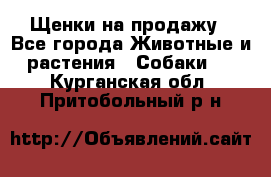 Щенки на продажу - Все города Животные и растения » Собаки   . Курганская обл.,Притобольный р-н